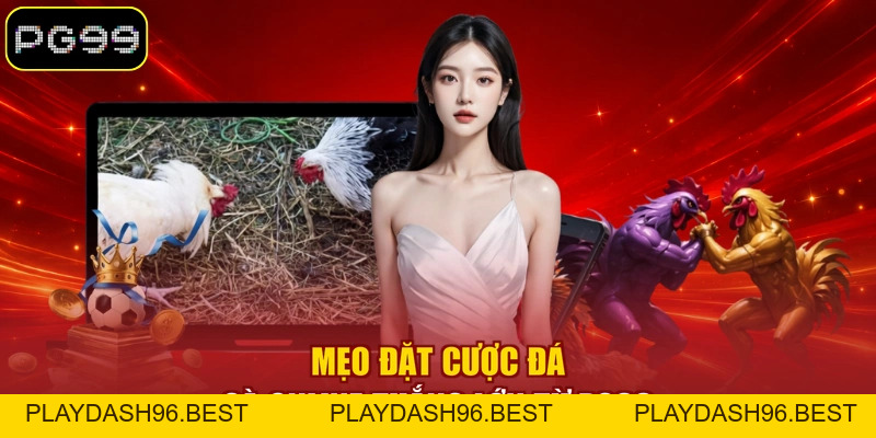 Đá Gà Trực Tuyến Là Gì? 03 Hình Thức Thi Đấu Nổi Bật - PLAYDASH96.BEST